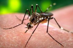 FAPESP and MRC launch Zika Rapid Response Initiative