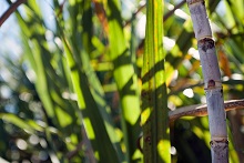 FAPESP e CONICYT apoiarão pesquisas em Agroindústria