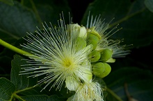 FAPESP anuncia chamada para pesquisas em Biodiversidade na América Latina