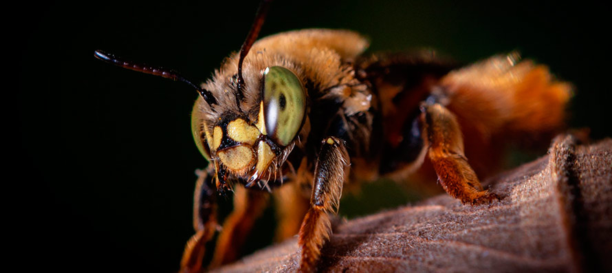 FAPESP lança chamada BIOTA Síntese