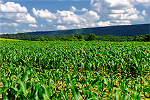 Centros virtuais de pesquisa em agricultura serão financiados